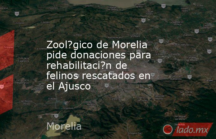 Zool?gico de Morelia pide donaciones para rehabilitaci?n de felinos rescatados en el Ajusco. Noticias en tiempo real