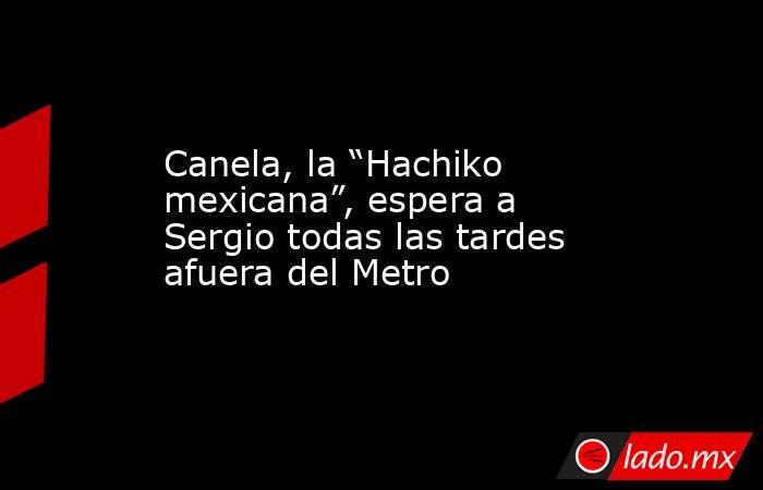 Canela, la “Hachiko mexicana”, espera a Sergio todas las tardes afuera del Metro. Noticias en tiempo real