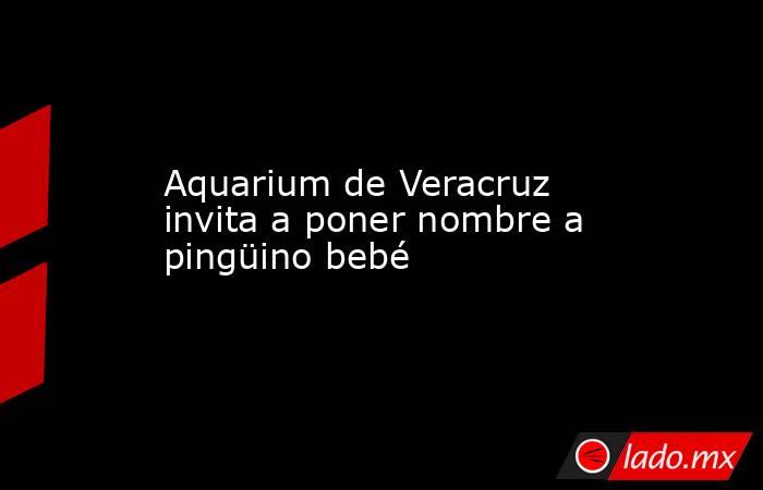 Aquarium de Veracruz invita a poner nombre a pingüino bebé. Noticias en tiempo real