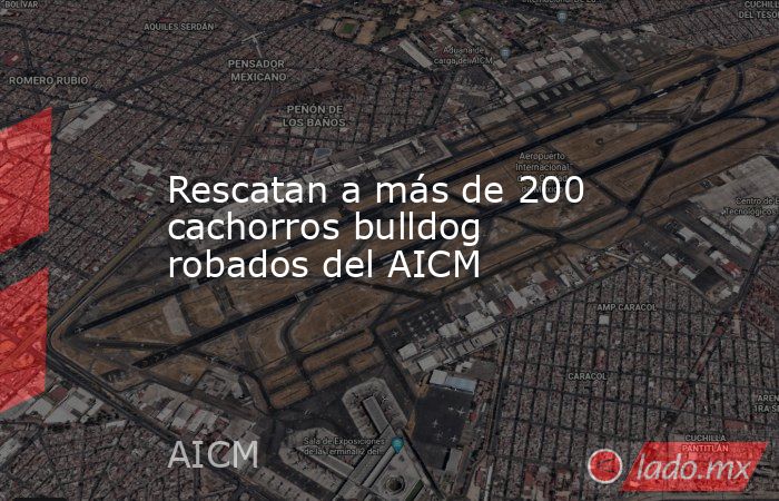 Rescatan a más de 200 cachorros bulldog robados del AICM. Noticias en tiempo real