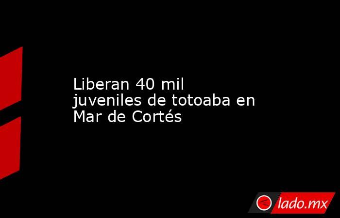 Liberan 40 mil juveniles de totoaba en Mar de Cortés. Noticias en tiempo real