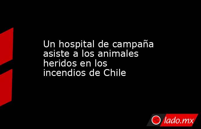 Un hospital de campaña asiste a los animales heridos en los incendios de Chile. Noticias en tiempo real
