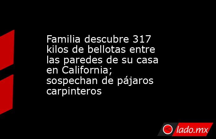 Familia descubre 317 kilos de bellotas entre las paredes de su casa en California; sospechan de pájaros carpinteros. Noticias en tiempo real