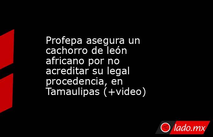 Profepa asegura un cachorro de león africano por no acreditar su legal procedencia, en Tamaulipas (+video). Noticias en tiempo real