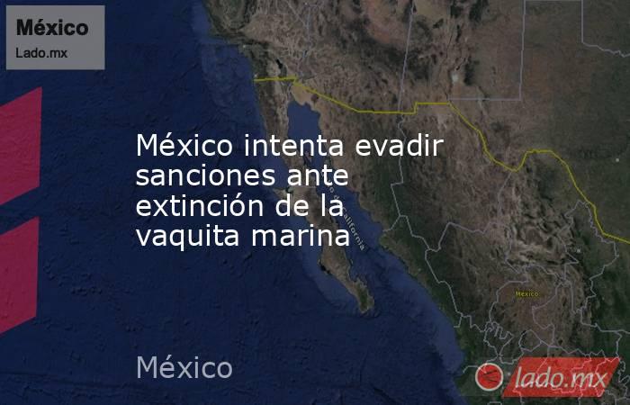 México intenta evadir sanciones ante extinción de la vaquita marina. Noticias en tiempo real
