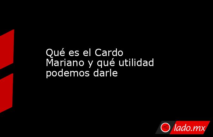 Qué es el Cardo Mariano y qué utilidad podemos darle. Noticias en tiempo real