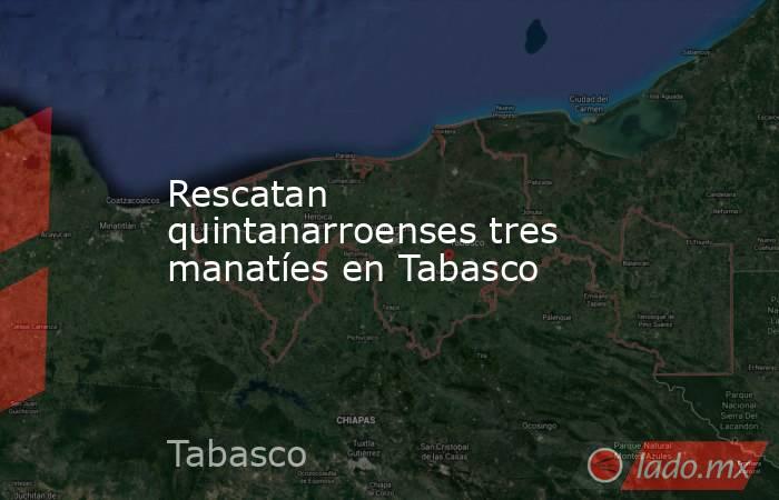 Rescatan quintanarroenses tres manatíes en Tabasco. Noticias en tiempo real