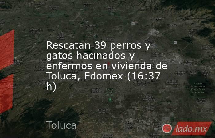 Rescatan 39 perros y gatos hacinados y enfermos en vivienda de Toluca, Edomex (16:37 h). Noticias en tiempo real