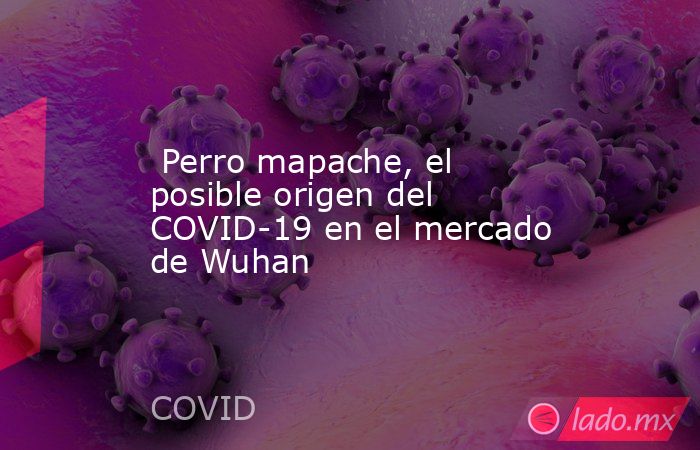  Perro mapache, el posible origen del COVID-19 en el mercado de Wuhan. Noticias en tiempo real