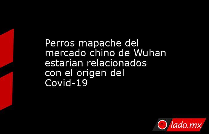 Perros mapache del mercado chino de Wuhan estarían relacionados con el origen del Covid-19. Noticias en tiempo real