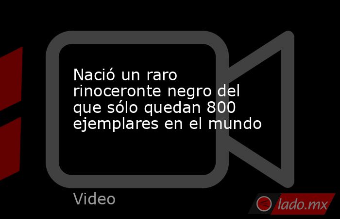 Nació un raro rinoceronte negro del que sólo quedan 800 ejemplares en el mundo. Noticias en tiempo real