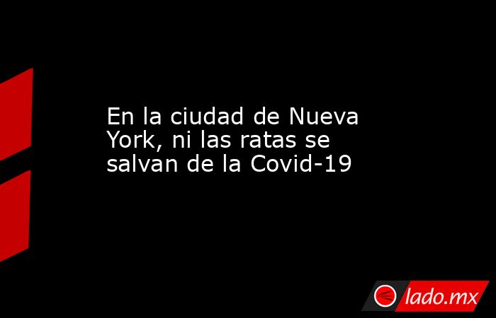En la ciudad de Nueva York, ni las ratas se salvan de la Covid-19. Noticias en tiempo real