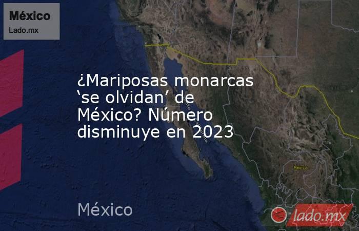¿Mariposas monarcas ‘se olvidan’ de México? Número disminuye en 2023. Noticias en tiempo real