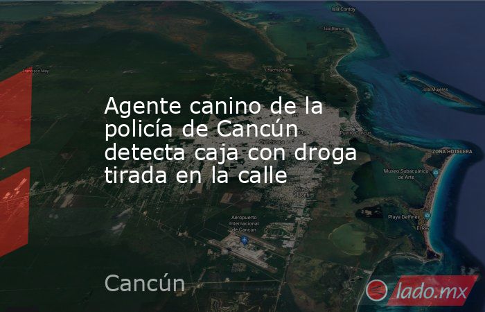 Agente canino de la policía de Cancún detecta caja con droga tirada en la calle. Noticias en tiempo real