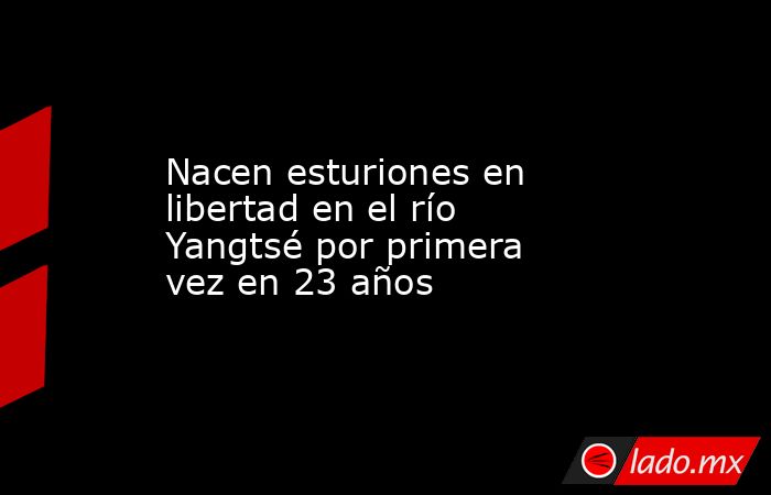 Nacen esturiones en libertad en el río Yangtsé por primera vez en 23 años. Noticias en tiempo real