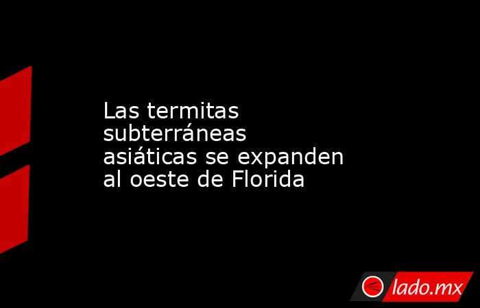 Las termitas subterráneas asiáticas se expanden al oeste de Florida. Noticias en tiempo real