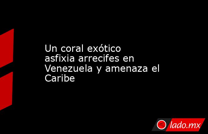 Un coral exótico asfixia arrecifes en Venezuela y amenaza el Caribe. Noticias en tiempo real