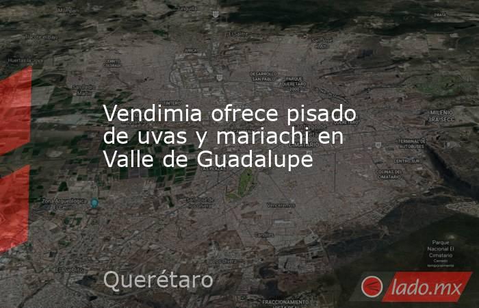 Vendimia ofrece pisado de uvas y mariachi en Valle de Guadalupe. Noticias en tiempo real