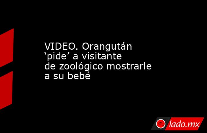 VIDEO. Orangután ‘pide’ a visitante de zoológico mostrarle a su bebé. Noticias en tiempo real