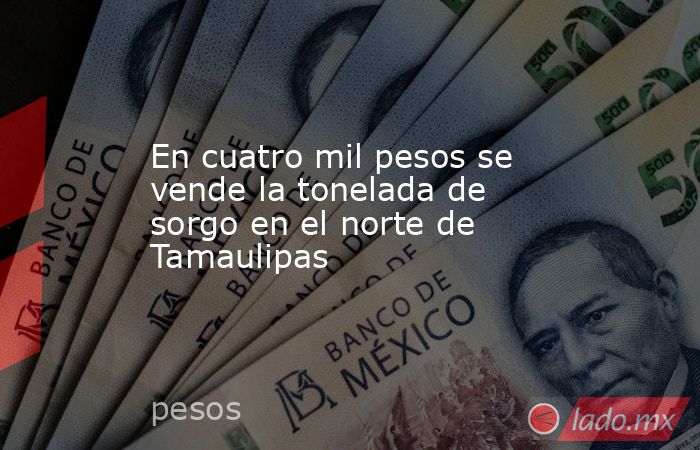 En cuatro mil pesos se vende la tonelada de sorgo en el norte de Tamaulipas. Noticias en tiempo real