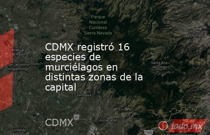 CDMX registró 16 especies de murciélagos en distintas zonas de la capital. Noticias en tiempo real