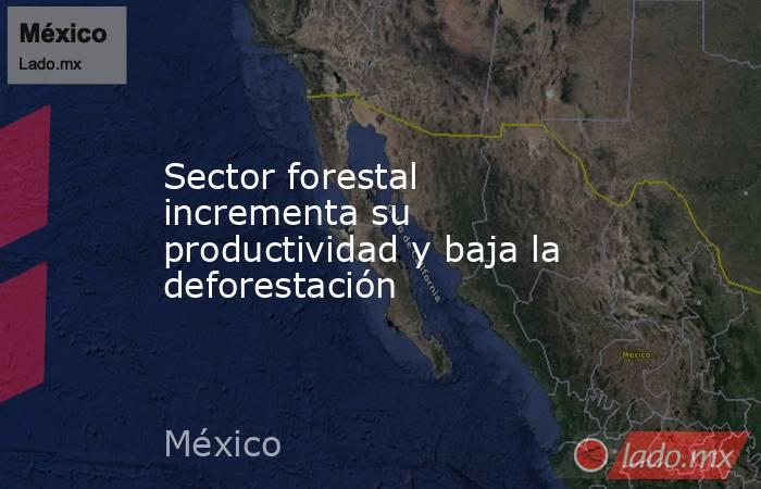 Sector forestal incrementa su productividad y baja la deforestación. Noticias en tiempo real