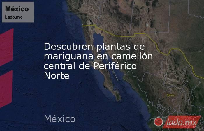 Descubren plantas de mariguana en camellón central de Periférico Norte. Noticias en tiempo real