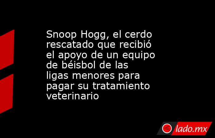 Snoop Hogg, el cerdo rescatado que recibió el apoyo de un equipo de béisbol de las ligas menores para pagar su tratamiento veterinario. Noticias en tiempo real