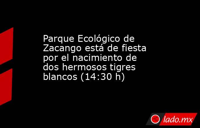Parque Ecológico de Zacango está de fiesta por el nacimiento de dos hermosos tigres blancos (14:30 h). Noticias en tiempo real