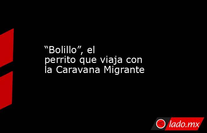 “Bolillo”, el perrito que viaja con la Caravana Migrante. Noticias en tiempo real