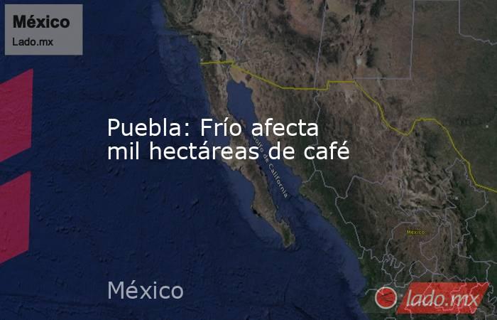 Puebla: Frío afecta  mil hectáreas de café. Noticias en tiempo real