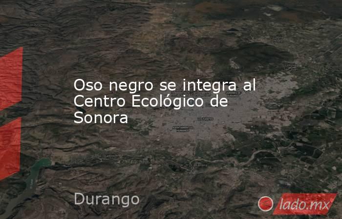 Oso negro se integra al Centro Ecológico de Sonora. Noticias en tiempo real