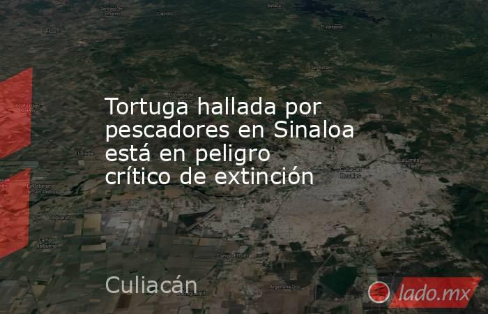 Tortuga hallada por pescadores en Sinaloa está en peligro crítico de extinción. Noticias en tiempo real