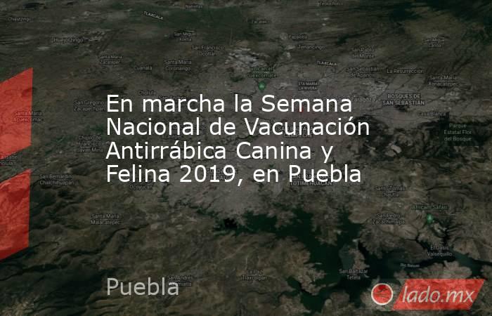 En marcha la Semana Nacional de Vacunación Antirrábica Canina y Felina 2019, en Puebla. Noticias en tiempo real