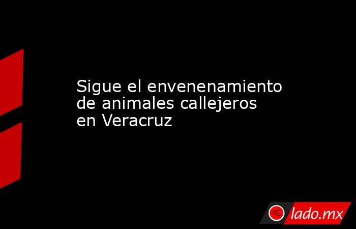 Sigue el envenenamiento de animales callejeros en Veracruz. Noticias en tiempo real