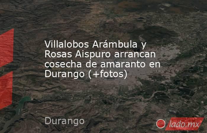 Villalobos Arámbula y Rosas Aispuro arrancan cosecha de amaranto en Durango (+fotos). Noticias en tiempo real