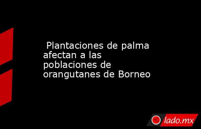  Plantaciones de palma afectan a las poblaciones de orangutanes de Borneo. Noticias en tiempo real