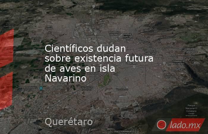 Científicos dudan sobre existencia futura de aves en isla Navarino. Noticias en tiempo real
