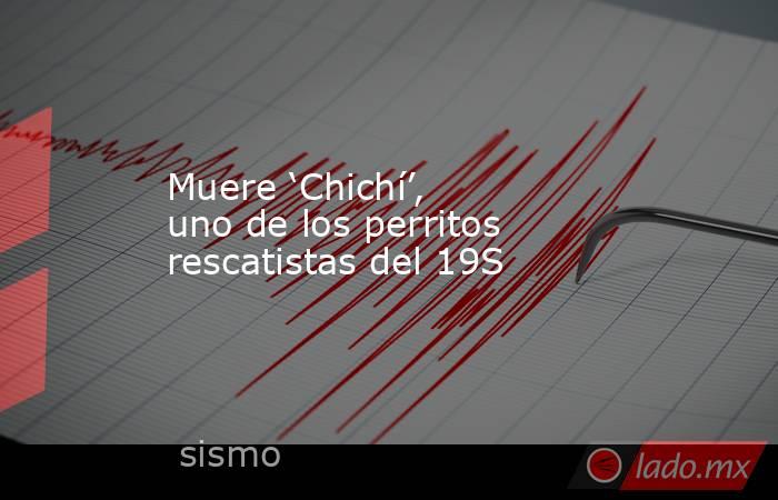 Muere ‘Chichí’, uno de los perritos rescatistas del 19S. Noticias en tiempo real