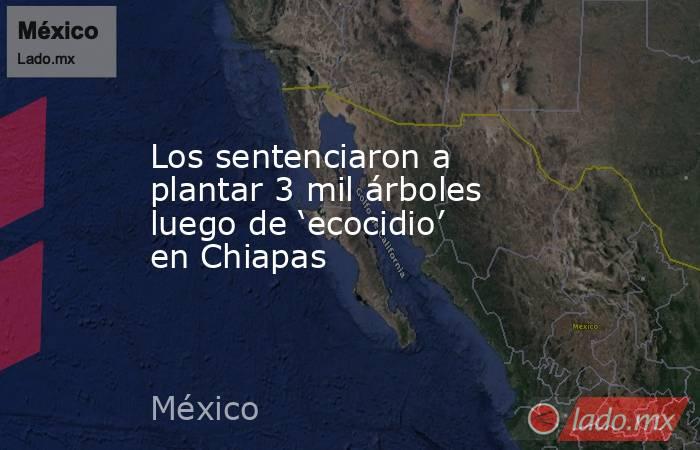 Los sentenciaron a plantar 3 mil árboles luego de ‘ecocidio’ en Chiapas. Noticias en tiempo real