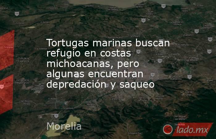 Tortugas marinas buscan refugio en costas michoacanas, pero algunas encuentran depredación y saqueo. Noticias en tiempo real