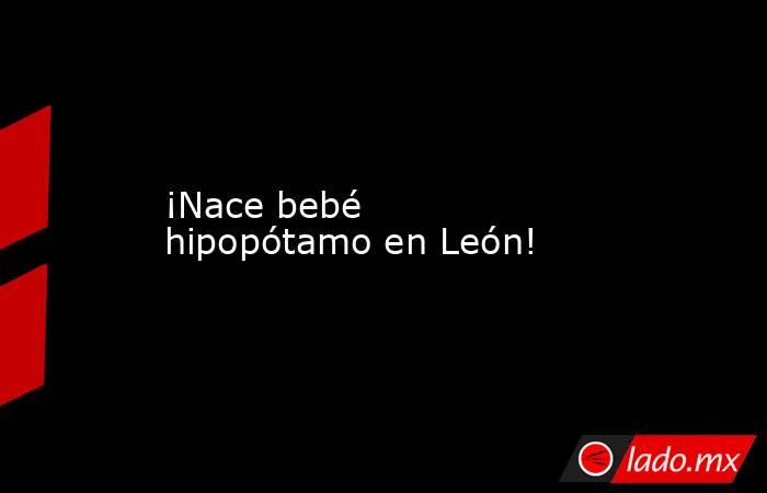 ¡Nace bebé hipopótamo en León!. Noticias en tiempo real