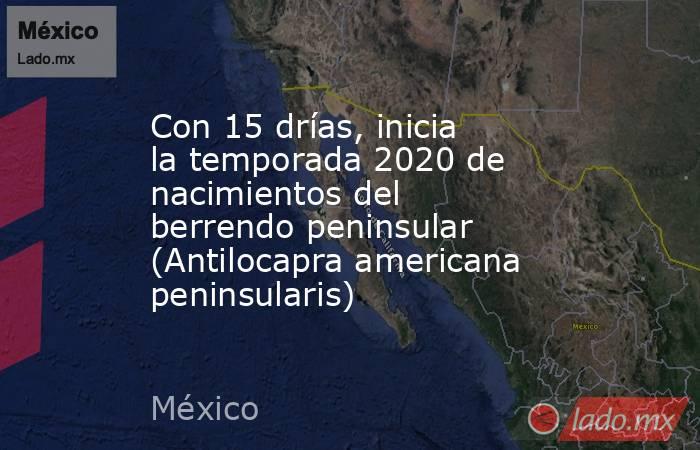 Con 15 drías, inicia la temporada 2020 de nacimientos del berrendo peninsular (Antilocapra americana peninsularis). Noticias en tiempo real