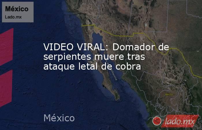 VIDEO VIRAL: Domador de serpientes muere tras ataque letal de cobra. Noticias en tiempo real