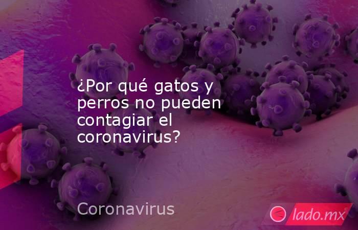 ¿Por qué gatos y perros no pueden contagiar el coronavirus?. Noticias en tiempo real
