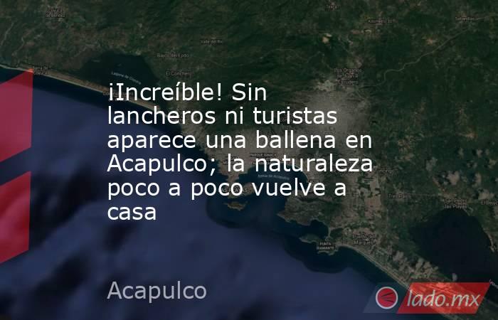 ¡Increíble! Sin lancheros ni turistas aparece una ballena en Acapulco; la naturaleza poco a poco vuelve a casa. Noticias en tiempo real