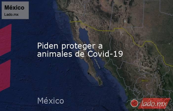 Piden proteger a animales de Covid-19. Noticias en tiempo real