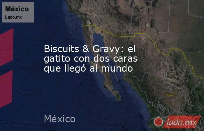 Biscuits & Gravy: el gatito con dos caras que llegó al mundo. Noticias en tiempo real