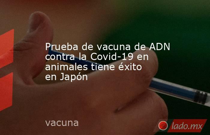Prueba de vacuna de ADN contra la Covid-19 en animales tiene éxito en Japón. Noticias en tiempo real