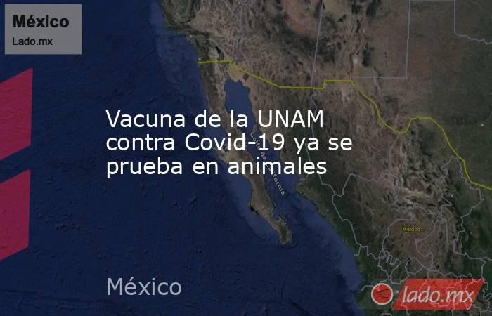 Vacuna de la UNAM contra Covid-19 ya se prueba en animales. Noticias en tiempo real